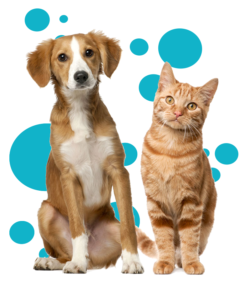 home_pet-wash-01 home_pet-wash-01