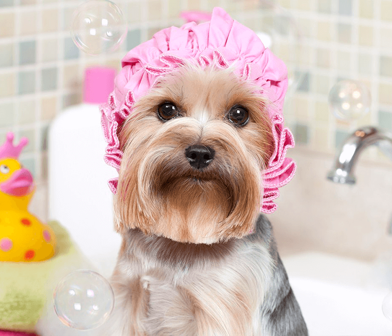 SlideBox-Banho-e-tosa-v2